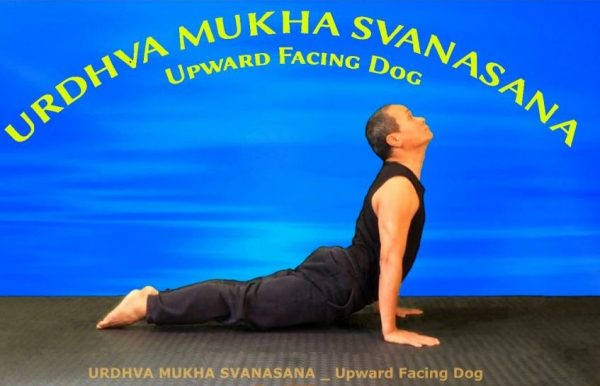 Chó ngửa mặt, Chien tête en haut, Upward Facing Dog, Yoga VB19,