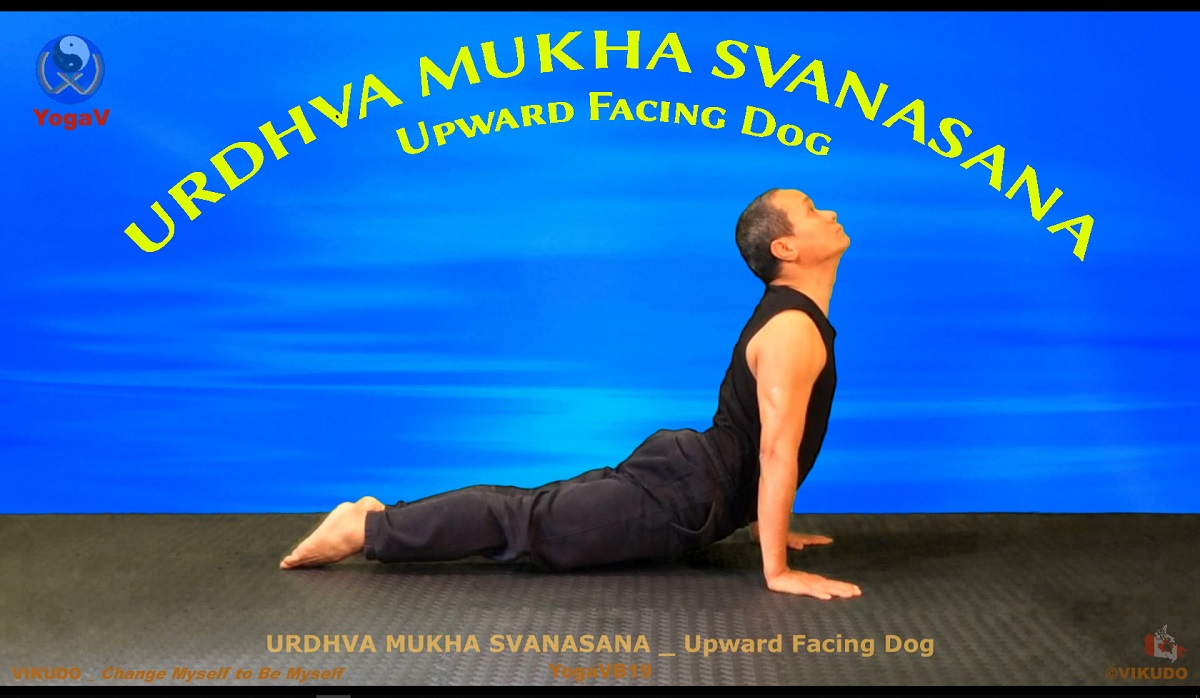 Yoga vikudo, yogav, vikudo, Upward Facing Dog