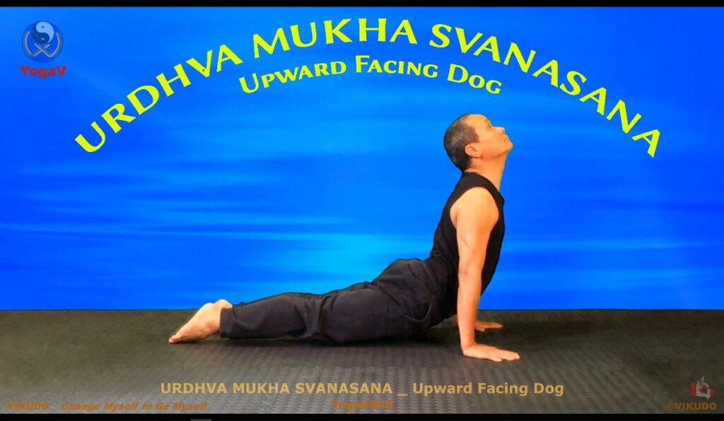 Yoga vikudo, yogav, vikudo, Upward Facing Dog