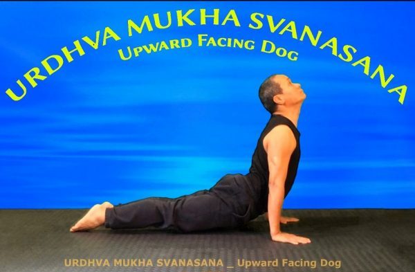 Chien tête en haut, Chó ngửa mặt, Urdhva Mukha Svanasana, Chien tête en haut, Upward Facing Dog, Yoga VB19,
