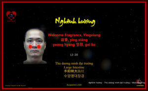Huyệt Nghênh hương, L'accueil du parfum, Yingxiang