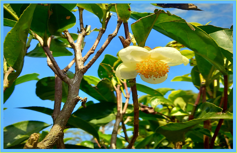 Hình ảnh này chưa có thuộc tính alt; tên tệp của nó là Camellia-sinensis-BC.jpg